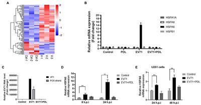 Heat Shock Protein A6 Is Especially Involved in Enterovirus 71 Infection